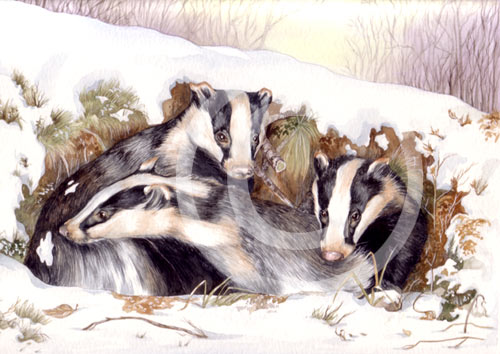 Badgers in the snow by artist Miranda Gray