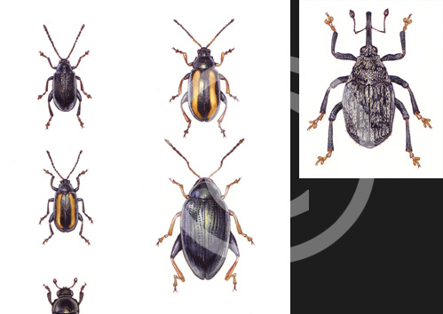 Beetles by artist Miranda Gray