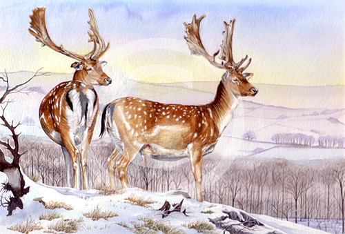 Deer by artist Miranda Gray