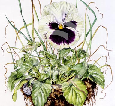 Pansy by artist Miranda Gray