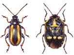 Beetles