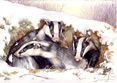 badgers