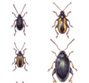 beetles